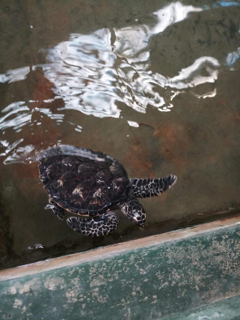 Sea Turtle